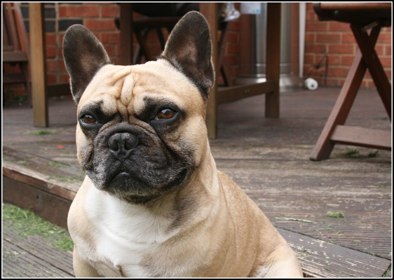 FrankAged5.jpg