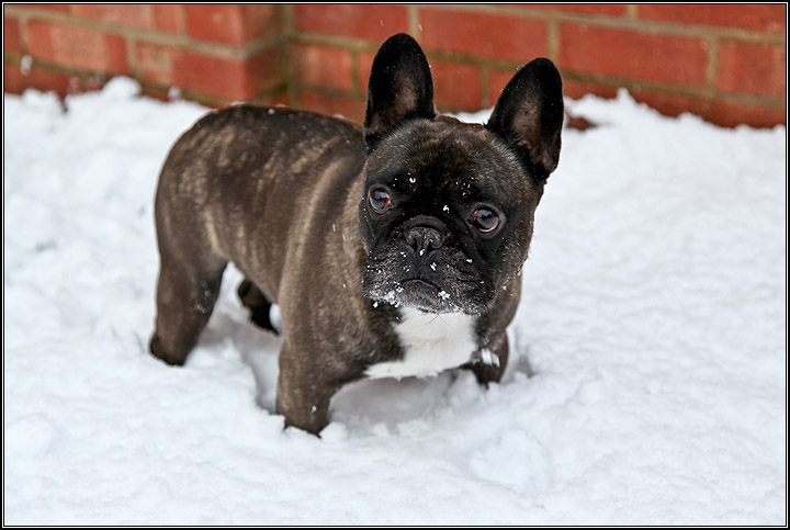 George2010Snow_a.jpg